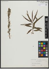 Foto von Salix viminalis L.